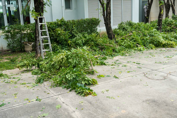 Best Tree Preservation Services  in Hilliard, FL
